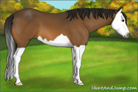 Horse Color:Gray Buckskin Splash