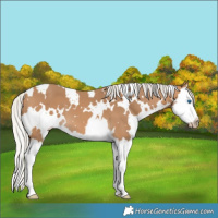 Horse Color:Gray White Spotted Silver Perlino Splash