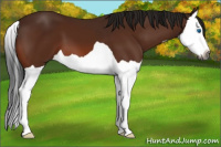 Horse Color:Gray Bay Splash 
