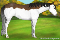 Horse Color:Gray Buckskin Splash