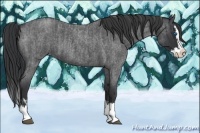 Horse Color:Blue Roan Sabino Splash and Blue Roan Sabino Splash