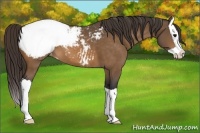 Horse Color:Buckskin Splash Appaloosa 