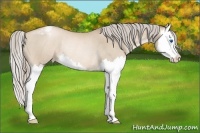 Horse Color:Chocolate Palomino Pearl Splash Appaloosa Rabicano 