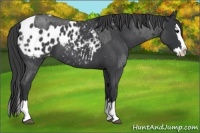 Horse Color:Blue Roan Sabino Splash and Blue Roan Sabino Splash Appaloosa