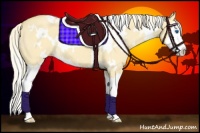 Horse Color:White Spotted Gold Cream Champagne Dun Splash 