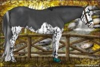 Horse Color:Blue Roan Sabino Splash and Blue Roan Sabino Splash