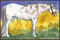 Horse Color:Brown Sabino Appaloosa