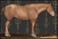 Horse Color:Gray Gold Champagne 