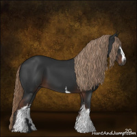 Horse Color:Gray White Spotted Liver Chestnut