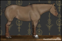 Horse Color:Gray Liver Red Dun 
