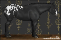 Horse Color:Gray Black Appaloosa