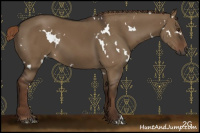 Horse Color:Gray White Spotted Liver Red Dun