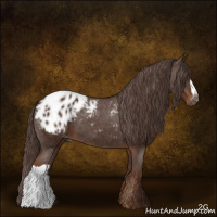 Horse Color:Gray Chestnut Appaloosa 