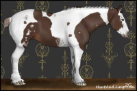 Horse Color:Gray White Spotted Chestnut Splash Tobiano 