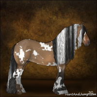 Horse Color:Gray White Spotted Bay Dun