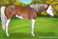Horse Color:Silver Bay Splash 