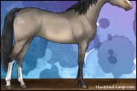 Horse Color:Bay Dun