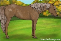 Horse Color:Chocolate Palomino 