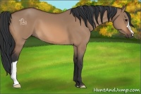 Horse Color:Bay Dun