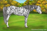 Horse Color:Blue Roan Sabino Splash  and Blue Roan Sabino Splash Near Leopard 
