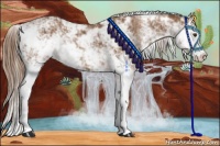 Horse Color:Chestnut Sabino 