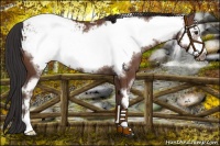 Horse Color:Bay Sabino Frame Snowcap 