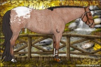 Horse Color:Bay Roan Appaloosa