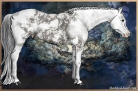 Horse Color:Grullo Sabino