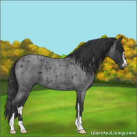 Horse Color:Blue Roan Sabino