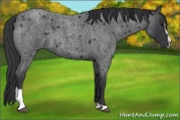 Horse Color:Blue Roan Sabino