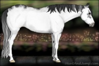 Horse Color:White Spotted Black Splash Frame Rabicano