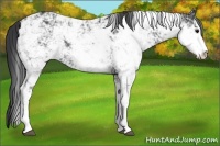 Horse Color:Black Sabino Rabicano 