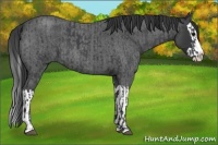 Horse Color:Blue Roan Sabino Splash  and Blue Roan Sabino Splash 
