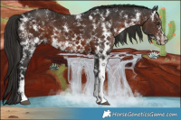 Horse Color:Liver Chestnut Sabino 