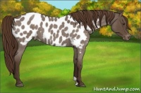 Horse Color:Liver Red Roan Near Leopard Rabicano 