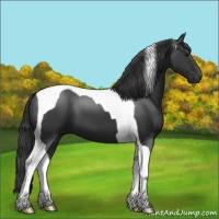 Horse Color:Black Tobiano 