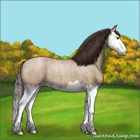 Horse Color:Classic Champagne Roan Splash 