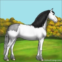 Horse Color:Blue Roan Splash 