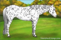 Horse Color:Black Sabino Frame Appaloosa