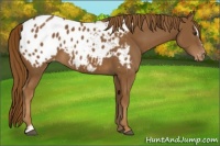 Horse Color:Chestnut Sabino Appaloosa 