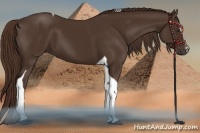 Horse Color:Liver Chestnut Sabino Tobiano