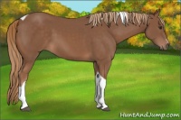 Horse Color:Chestnut Sabino Tobiano 
