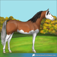 Horse Color:Bay Splash 