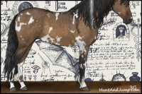 Horse Color:White Spotted Brown Dun Sabino
