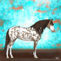 Horse Color:Liver Red Dun Sabino Appaloosa 