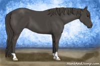 Horse Color:Smoky Black