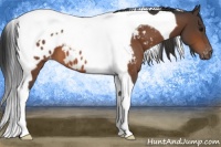 Horse Color:Brown Tobiano Appaloosa