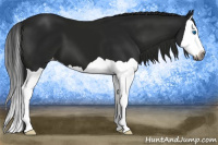 Horse Color:Gray Smoky Black Splash Varnish 