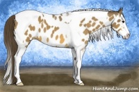 Horse Color:Buckskin Sabino Splash Tobiano Appaloosa