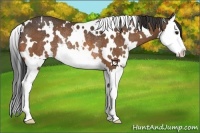 Horse Color:White Spotted Brown Splash Rabicano